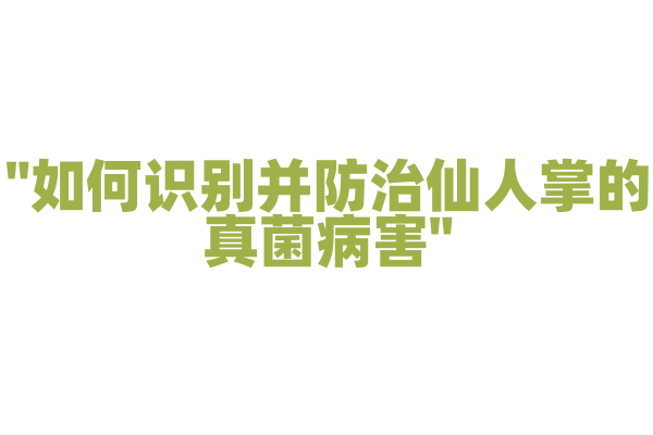 "如何识别并防治仙人掌的真菌病害"